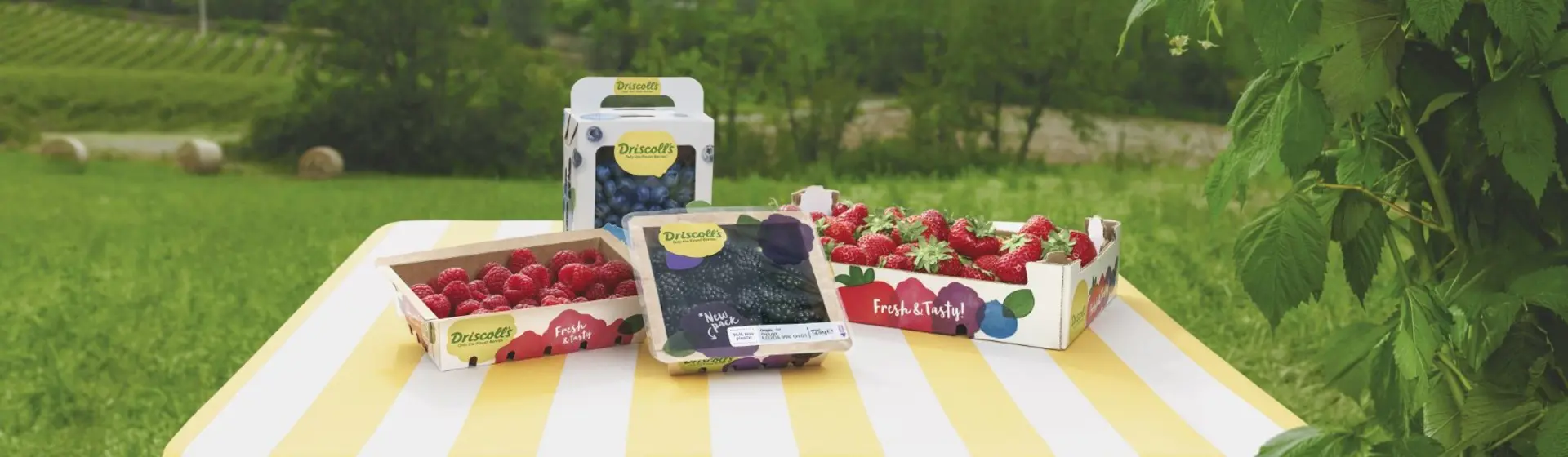 Úrval af ferskum berjum