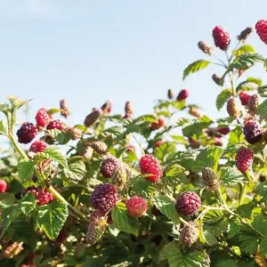 Nýtt frá La Fruitiere