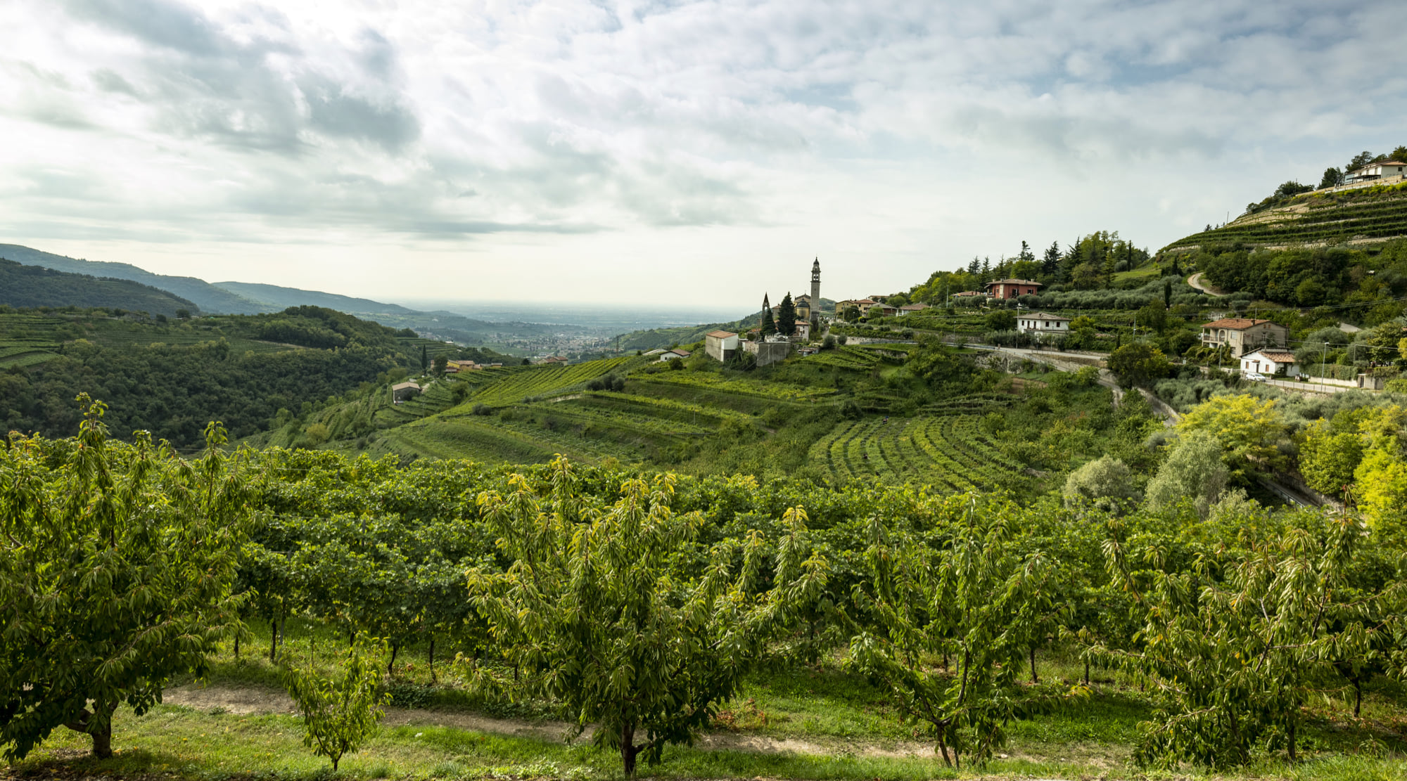 Innnes tekur við sölu og dreifingu á vínum frá Bolla!