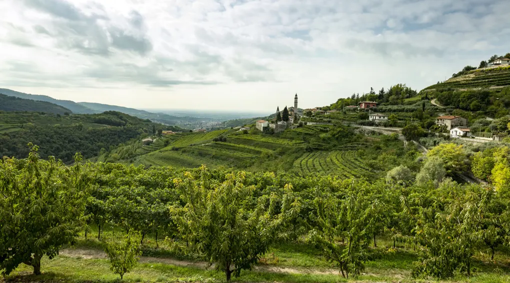 Innnes tekur við sölu og dreifingu á vínum frá Bolla!
